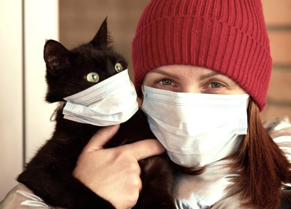 Болеют ли кошки коронавирусом Болеют ли кошки коронавирусом