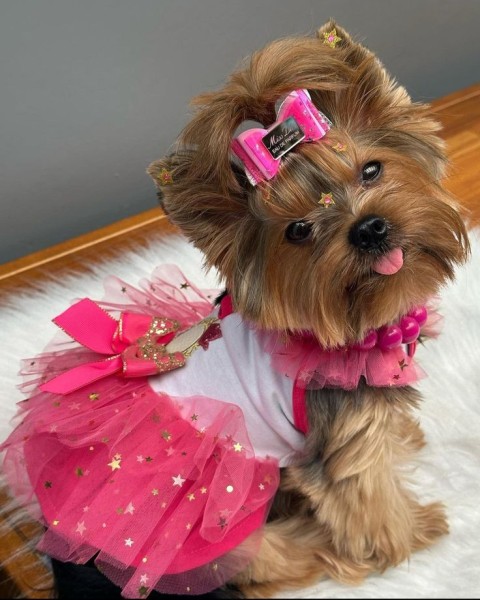 Гламурные модные йорки (30 фото) Гламурные модные йорки (30 фото)