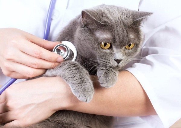 Болеют ли кошки коронавирусом Болеют ли кошки коронавирусом