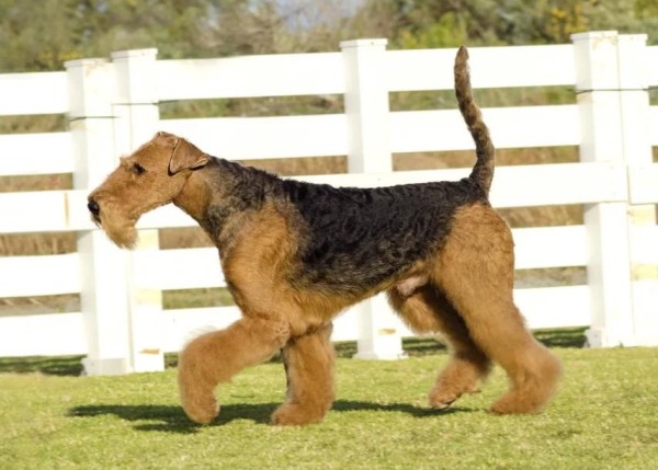 Эрдельтерьер: фото собаки, содержание и уход, характеристики