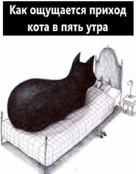 Кото-баяны Кото-баяны