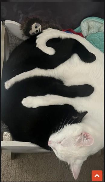 Кото-баяны Кото-баяны