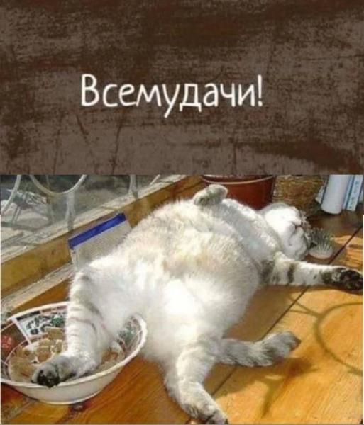 Кото-баяны Кото-баяны