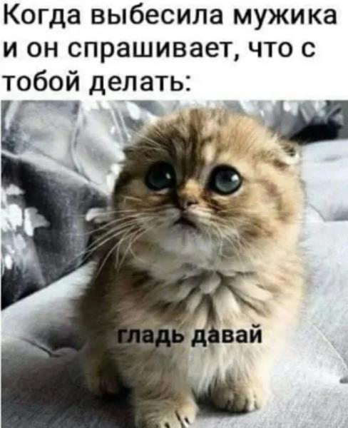 Кото-баяны Кото-баяны
