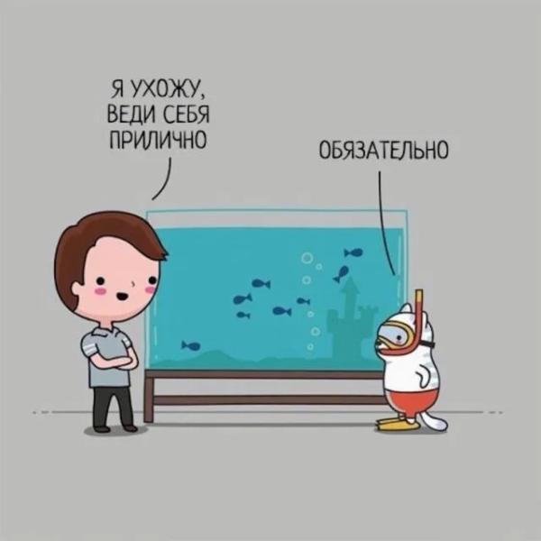 Кото-баяны Кото-баяны