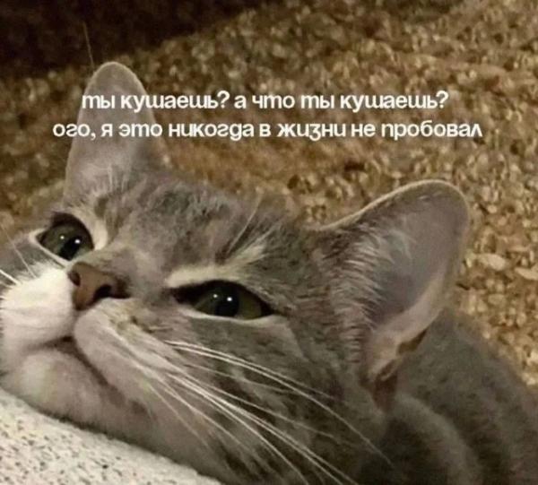 Кото-баяны Кото-баяны