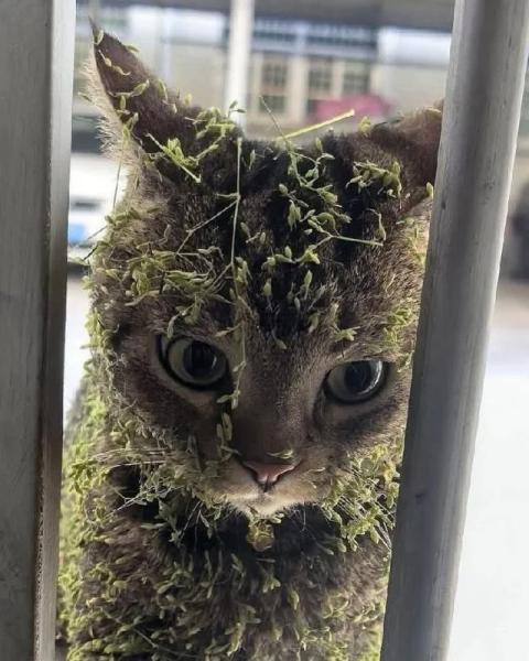 Кото-баяны Кото-баяны