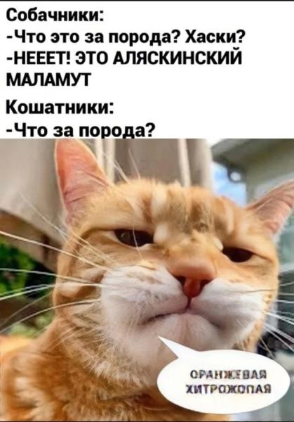 Кото-баяны Кото-баяны