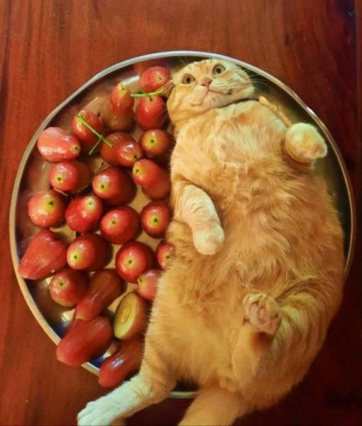 Кото-баяны Кото-баяны