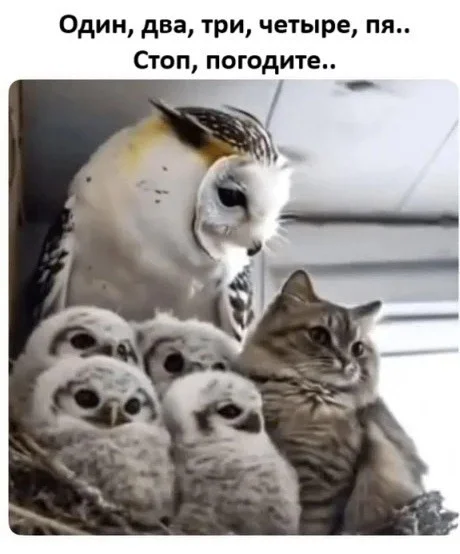 Кото-баяны Кото-баяны