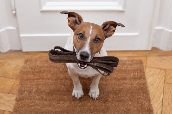 Cтоит ли заводить джек рассела в квартире Cтоит ли заводить джек рассела в квартире