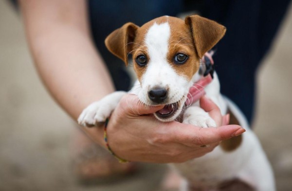 Cтоит ли заводить джек рассела в квартире Cтоит ли заводить джек рассела в квартире