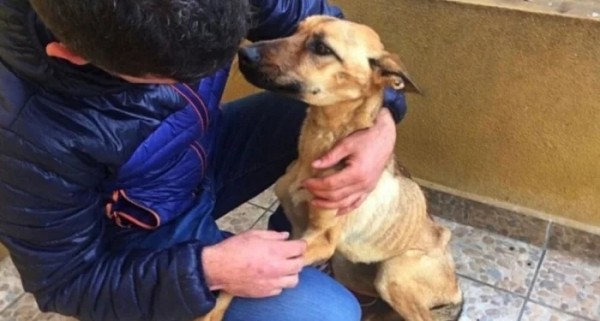 Истории обретённого счастья в виде пёселей на снимках Истории обретённого счастья в виде пёселей на снимках