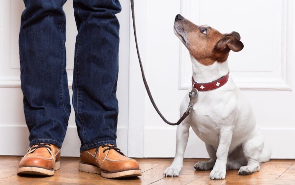 Cтоит ли заводить джек рассела в квартире Cтоит ли заводить джек рассела в квартире