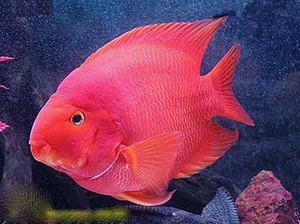 Аквариумная рыба-попугай: фото, описание вида и особенности содержания Аквариумная рыба-попугай: фото, описание вида и особенности содержания