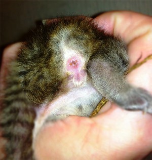 Глисты у кошек с названиями и фото Глисты у кошек с названиями и фото