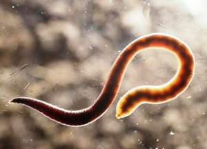 Глисты у кошек с названиями и фото Глисты у кошек с названиями и фото