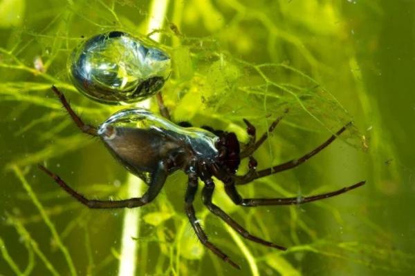Серебрянка — водяной паук, который может укусить: дачникам на заметку Серебрянка — водяной паук, который может укусить: дачникам на заметку