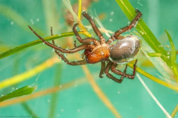 Серебрянка — водяной паук, который может укусить: дачникам на заметку Серебрянка — водяной паук, который может укусить: дачникам на заметку