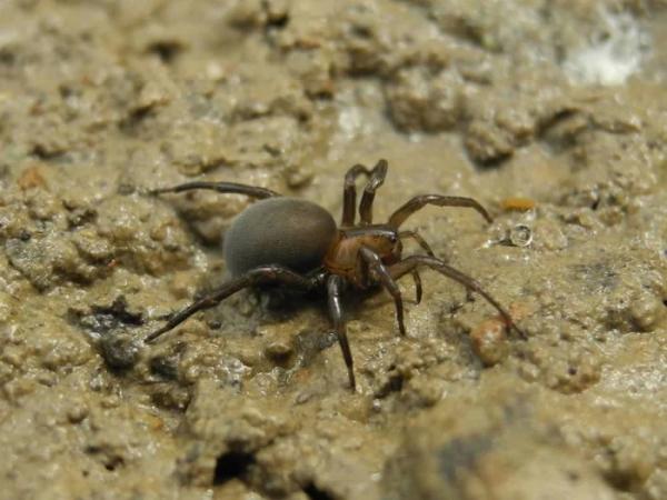 Серебрянка — водяной паук, который может укусить: дачникам на заметку Серебрянка — водяной паук, который может укусить: дачникам на заметку