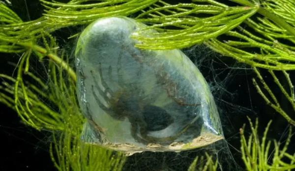 Серебрянка — водяной паук, который может укусить: дачникам на заметку Серебрянка — водяной паук, который может укусить: дачникам на заметку