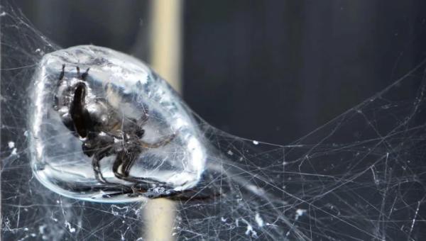 Серебрянка — водяной паук, который может укусить: дачникам на заметку Серебрянка — водяной паук, который может укусить: дачникам на заметку