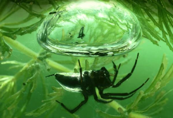 Серебрянка — водяной паук, который может укусить: дачникам на заметку Серебрянка — водяной паук, который может укусить: дачникам на заметку