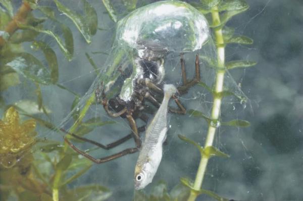 Серебрянка — водяной паук, который может укусить: дачникам на заметку Серебрянка — водяной паук, который может укусить: дачникам на заметку