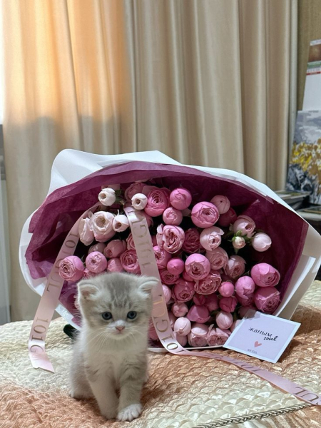 Котеньки (30 фото)