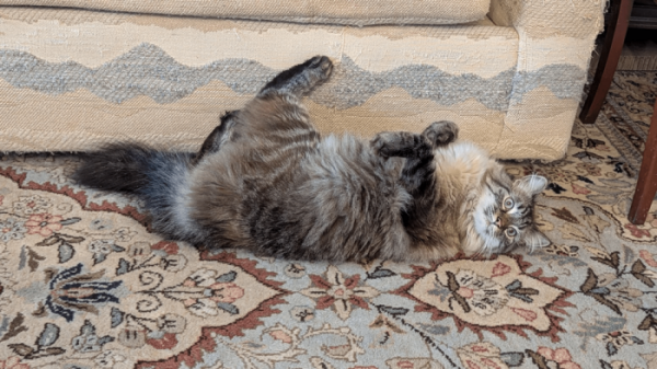 Котеньки (30 фото)