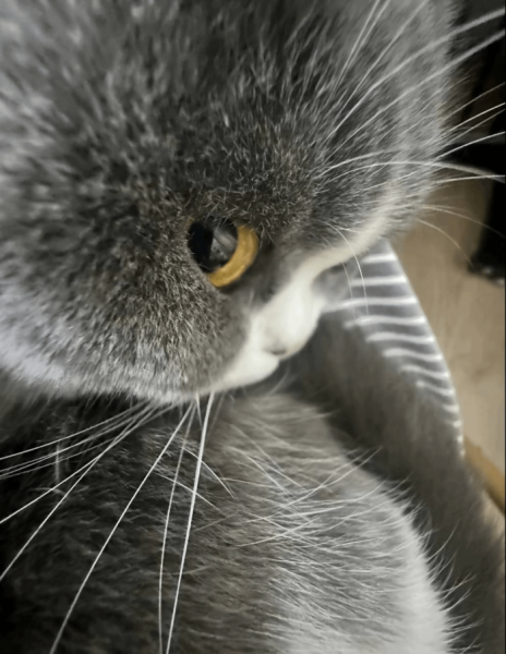 Котеньки (30 фото)