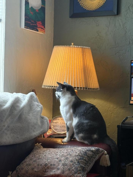 Котеньки (30 фото)