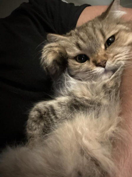 Котеньки (30 фото)