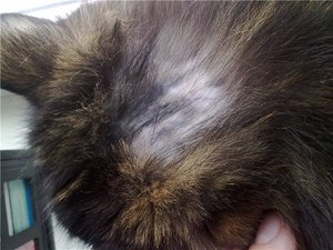 Если у кота клоками выпадает шерсть и болячки на коже &mdash; что делать?