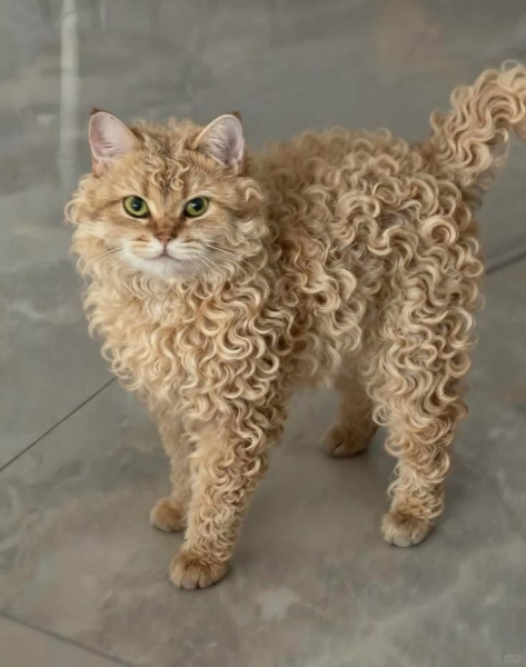 Котеньки (30 фото)