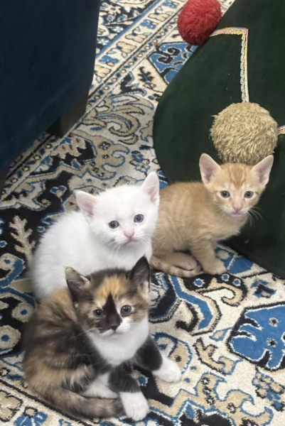 Котеньки (30 фото)