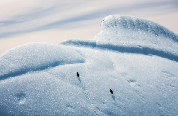 Уморительная десятка фотографий от финалистов конкурса Nature Photography Contest 2025