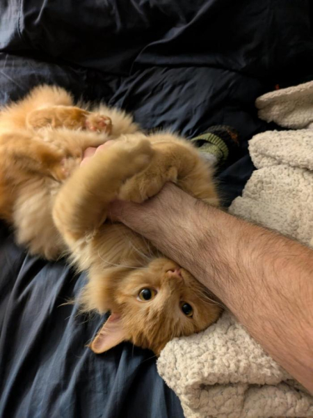 Котеньки (30 фото)