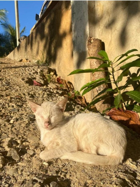 Котеньки (30 фото)