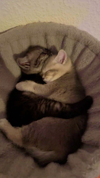 Котеньки (30 фото)