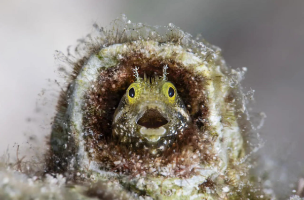 Уморительная десятка фотографий от финалистов конкурса Nature Photography Contest 2025