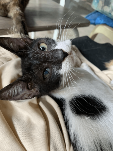 Котеньки (30 фото)