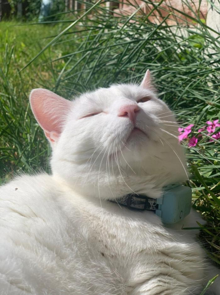 Котеньки (30 фото)