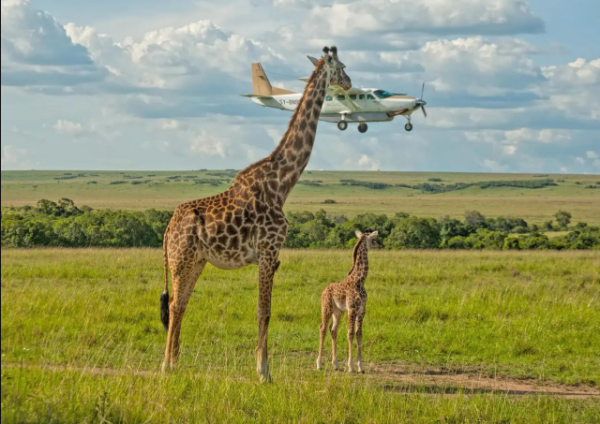 Уморительная десятка фотографий от финалистов конкурса Nature Photography Contest 2025
