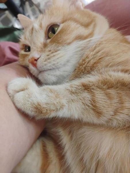 Котеньки (30 фото)