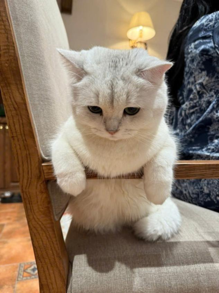 Котеньки (30 фото)