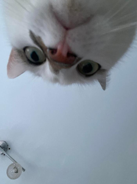 Котеньки (30 фото)