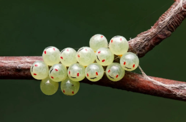 Уморительная десятка фотографий от финалистов конкурса Nature Photography Contest 2025