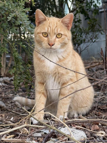 Котеньки (30 фото)