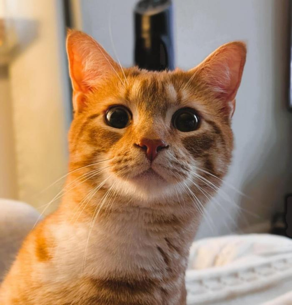Котеньки (30 фото)